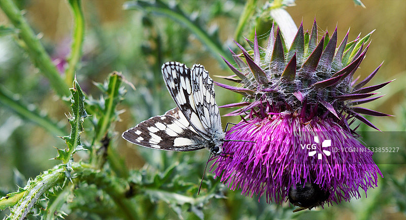 蝴蝶在紫色花朵上授粉的特写图片素材