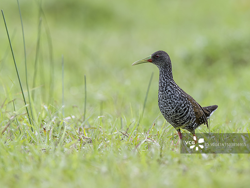 栖息在草地上的鸟类特写图片素材