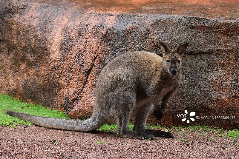袋鼠站在澳大利亚北领地麦克唐奈地区的田野上图片素材