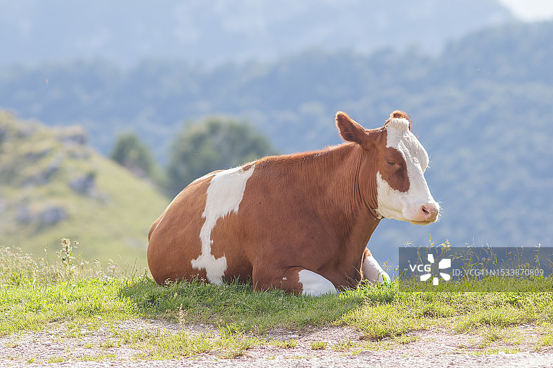 牛站在田野上的侧视图图片素材