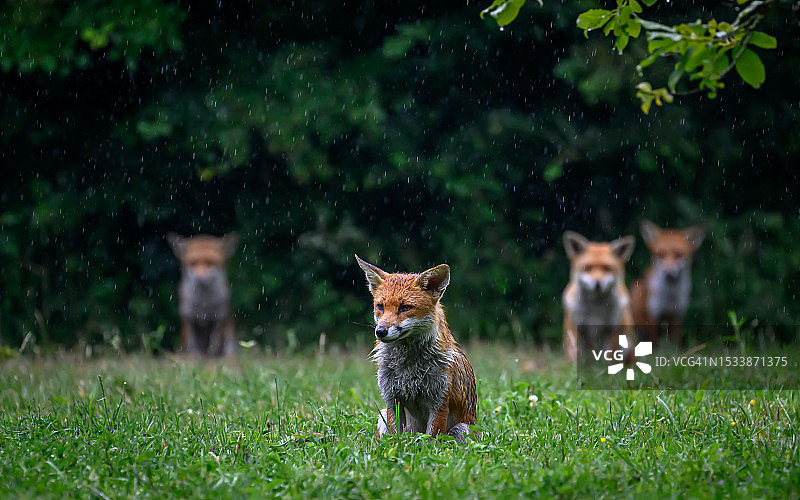 草地上红狐狸的画像图片素材