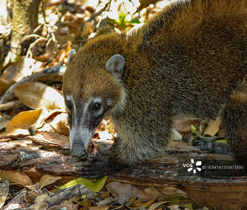 树干上的松鼠特写，危地马拉图片素材
