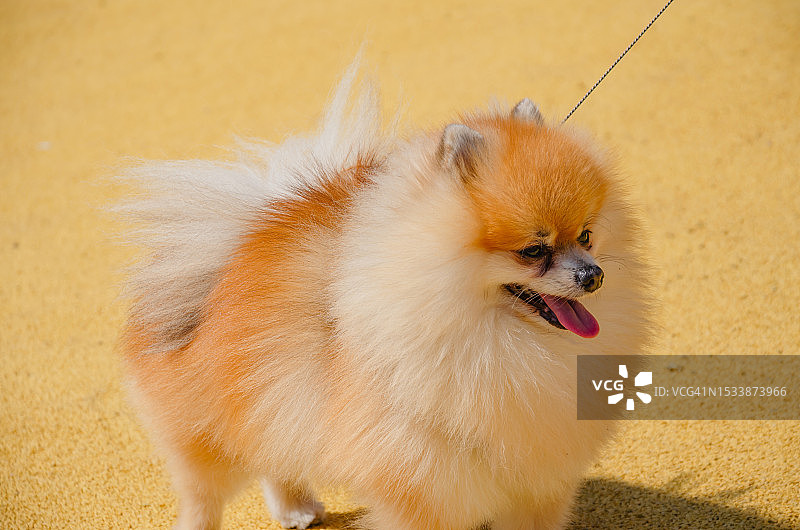 沙滩上的博美犬特写图片素材