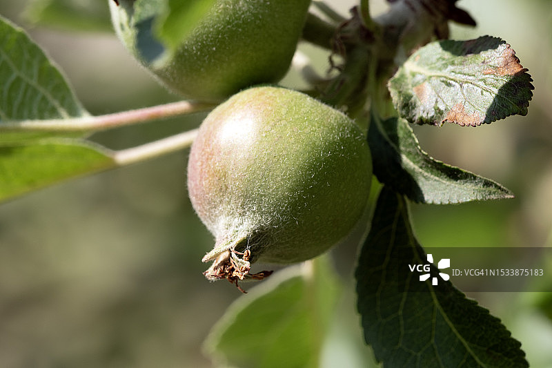 英国树上生长的水果特写图片素材