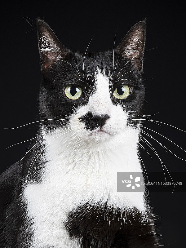 黑色背景下的猫特写肖像图片素材