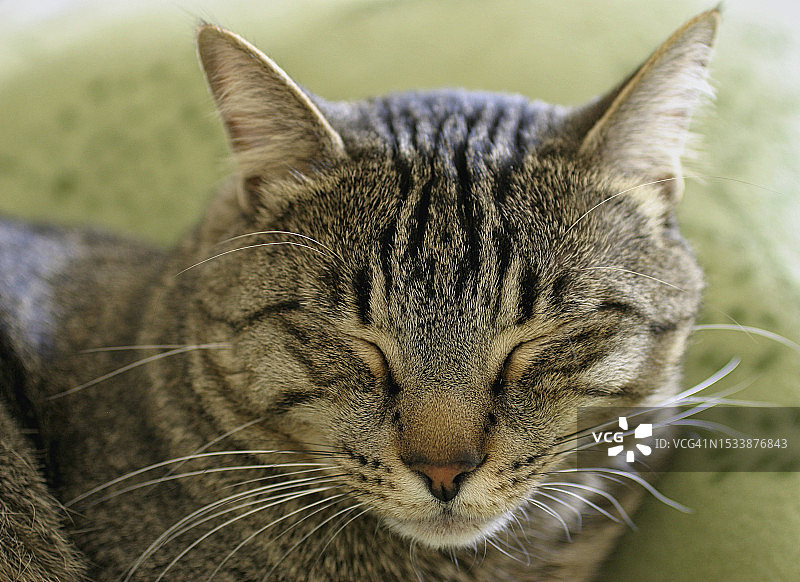 猫特写图片素材