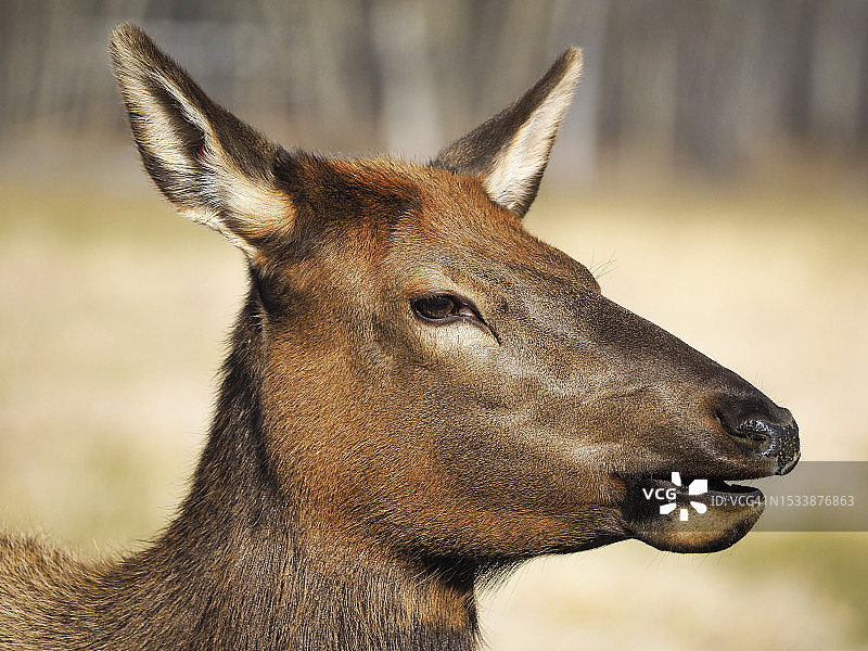 鹿的特写图片素材