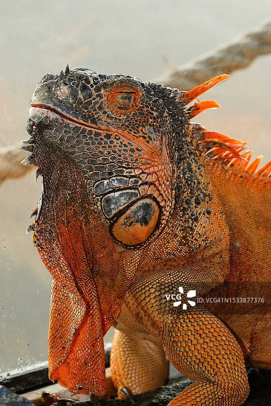 岩石上的绿鬣蜥特写图片素材