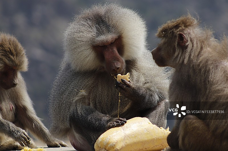 猴子坐在挡土墙上的特写图片素材