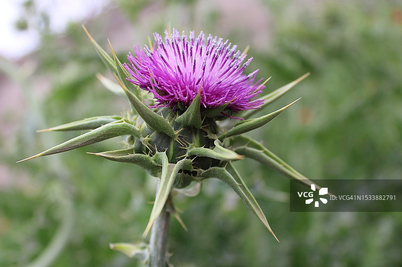 蓟花特写图片素材