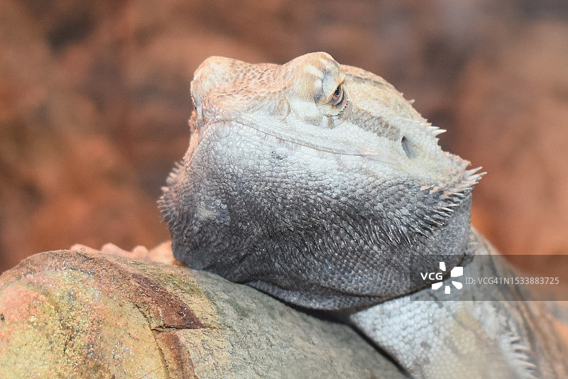 鬣蜥特写图片素材