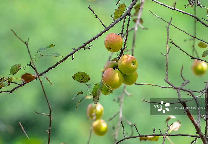 树上生长的水果特写图片素材