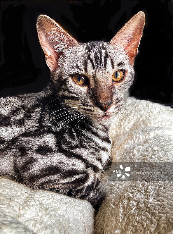 休闲猫的特写肖像图片素材