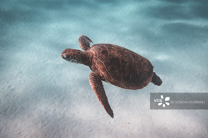 海龟在海中游泳图片素材
