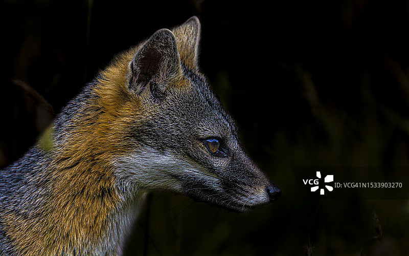 向远处看的猫鼬特写图片素材