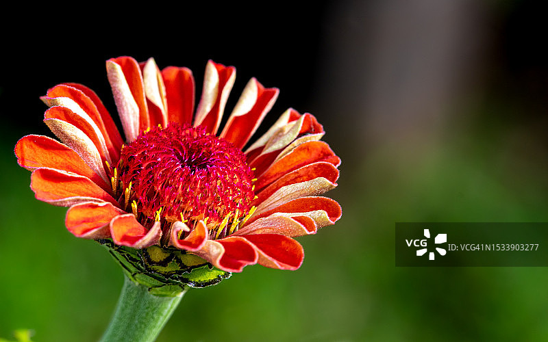 红花的特写图片素材