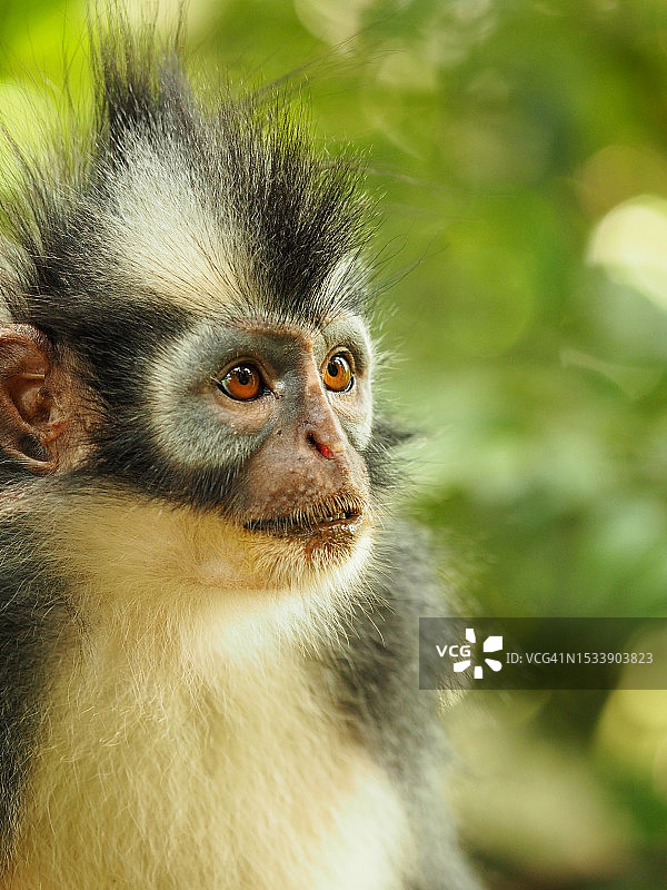 向远处眺望的叶猴特写图片素材