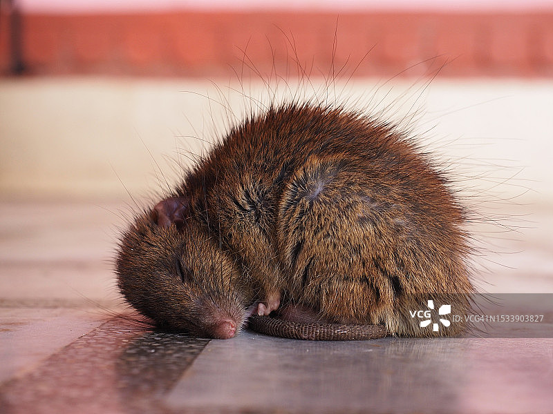 寺庙中熟睡的老鼠特写图片素材