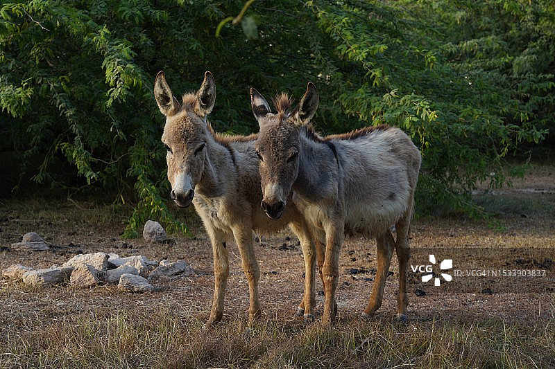 两只黇鹿站在田野上图片素材