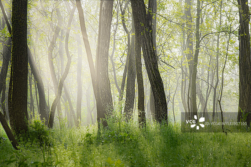 森林中的树木图片素材