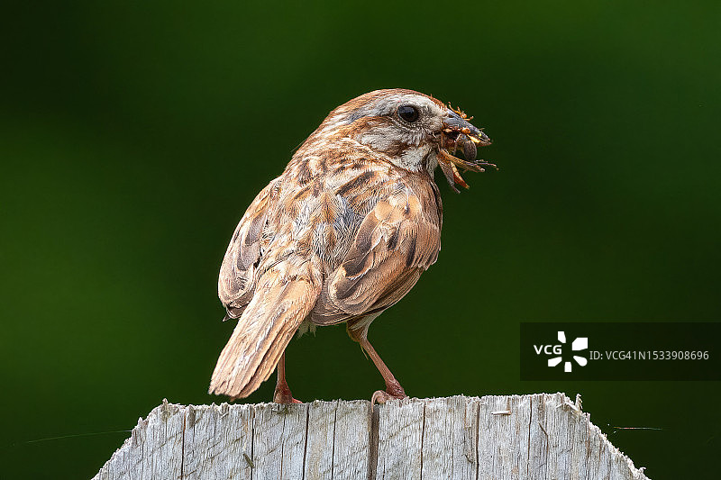 美国鸣雀栖息木桩特写图片素材