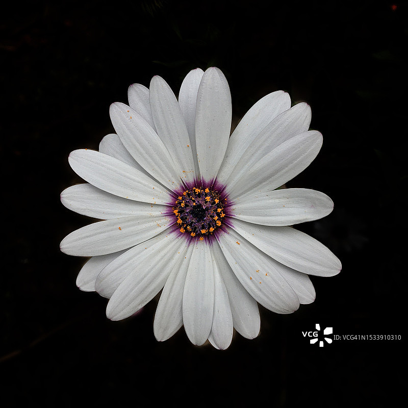 黑色背景下的白色花朵特写图片素材