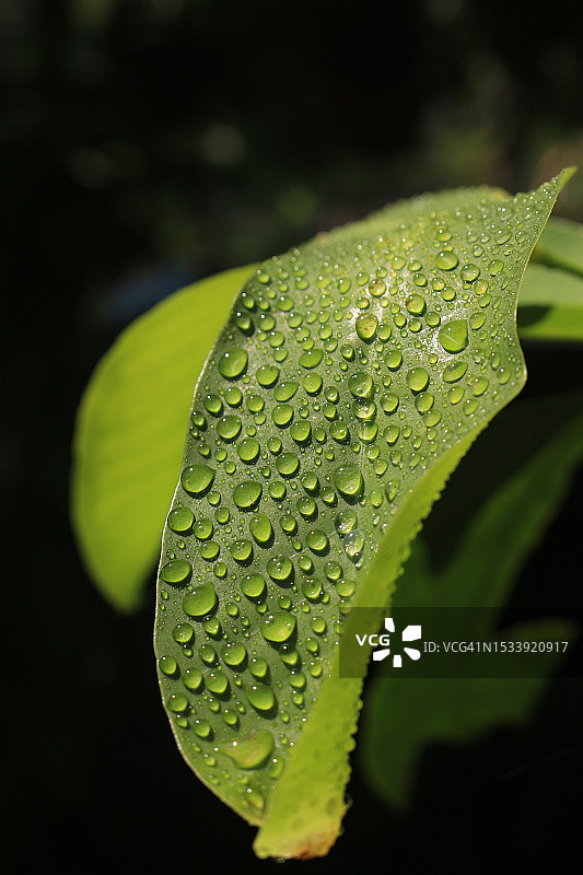 树叶上雨滴的特写图片素材