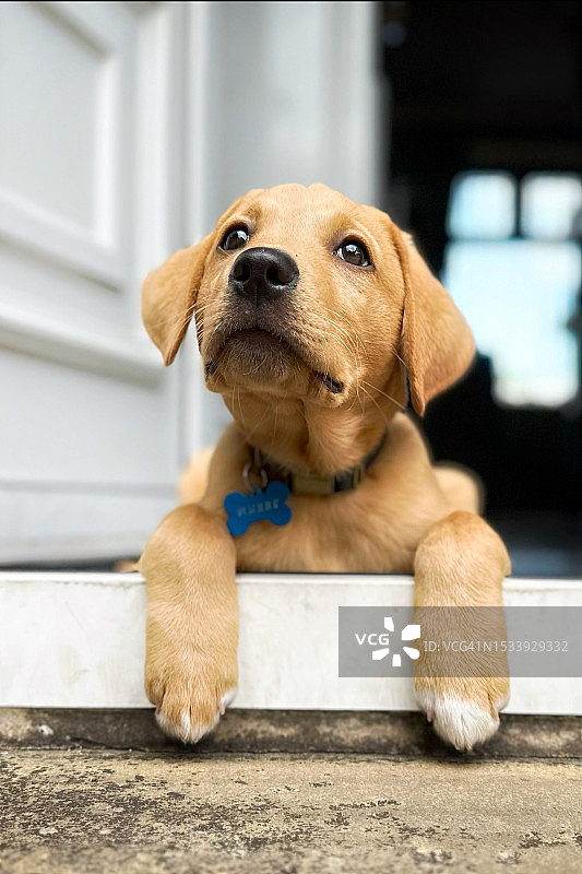 拉布拉多寻回犬望向远方特写，英国纳尔逊图片素材