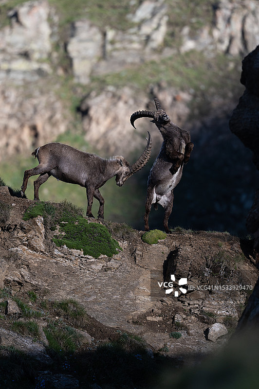 山羊在岩石上打斗的侧视图图片素材
