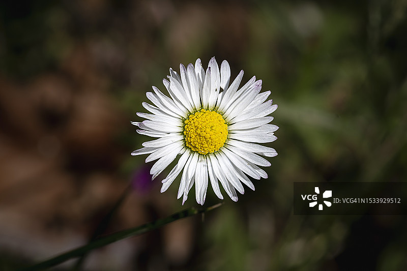 白色雏菊的特写图片素材