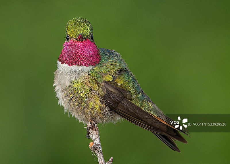 蜂鸟栖息在植物上特写，美国科罗拉多州利特尔顿图片素材