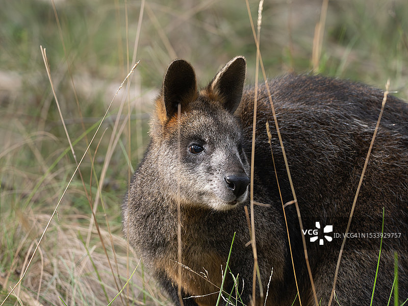 田野上袋鼠的特写图片素材