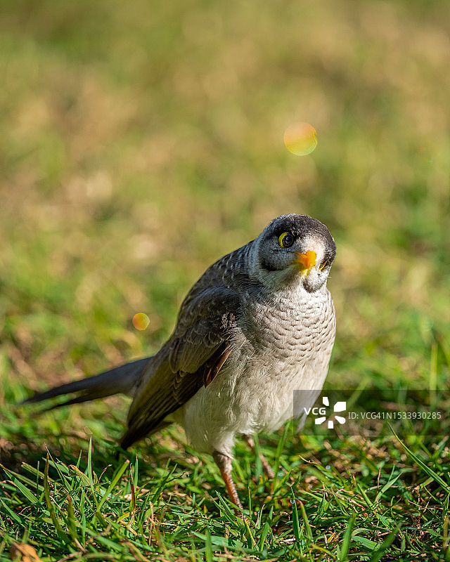 特写镜头：食蜜鸟栖息在田野上图片素材
