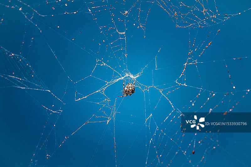 蜘蛛在网上的特写图片素材