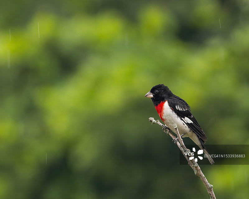 松雀的特写镜头，栖息在树枝上图片素材