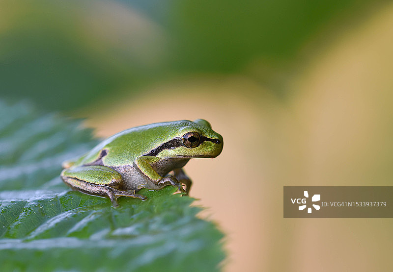 欧洲树蛙树叶特写图片素材