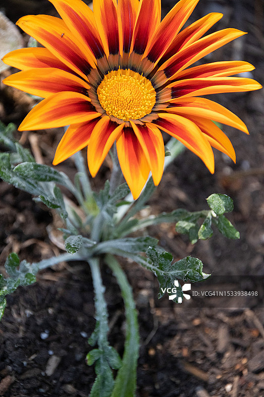 加拿不列颠哥伦比亚省温哥华，橙色花朵特写图片素材