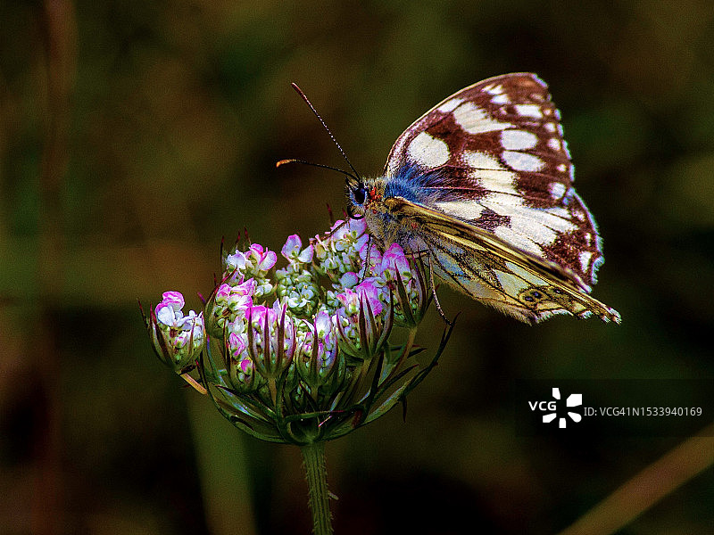 蝴蝶在紫色花朵上授粉的特写图片素材
