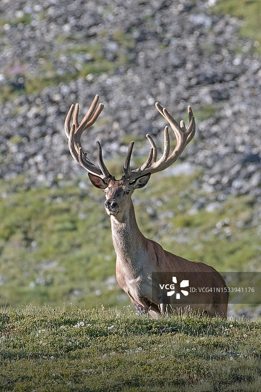 意大利田野上的红白相间景象图片素材