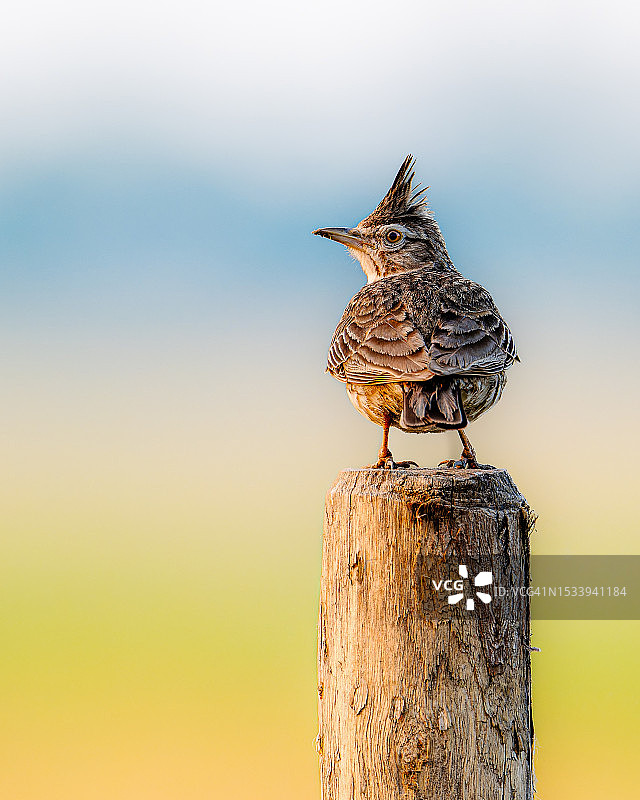走鹃栖息在木桩上特写图片素材