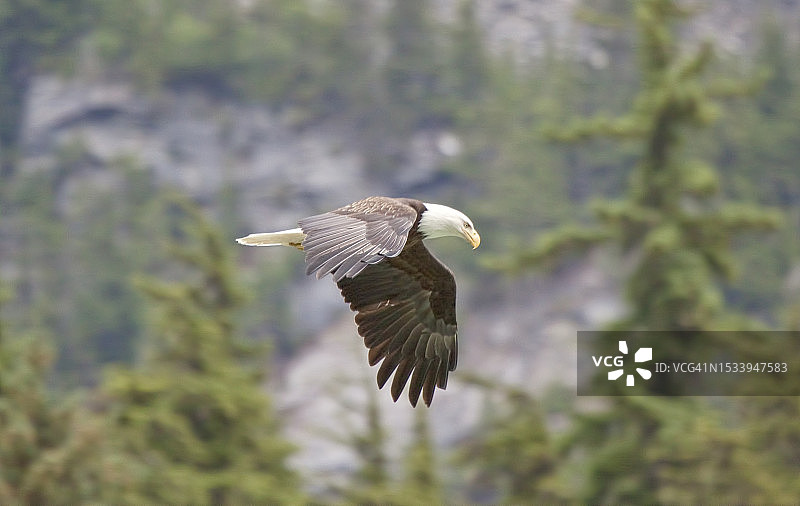 飞翔的秃鹰特写图片素材