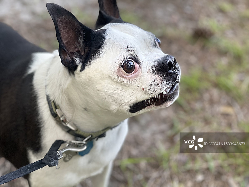 田野上的波士顿梗犬特写，美国路易斯安那州哈蒙德市图片素材