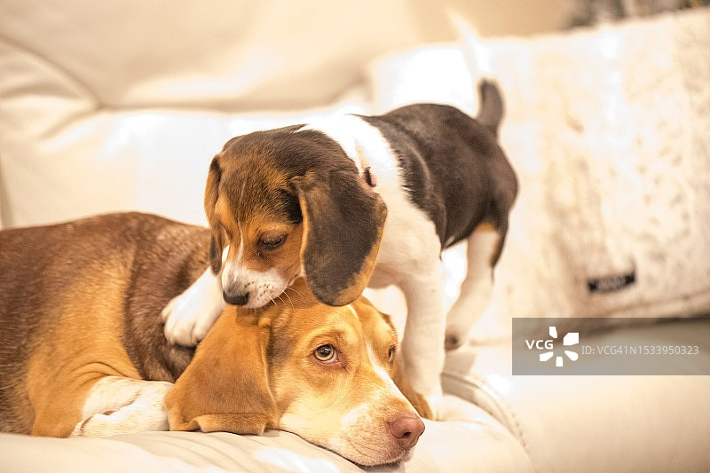 小狗在家中床上放松的特写，美国南卡罗来纳州北默特尔海滩图片素材