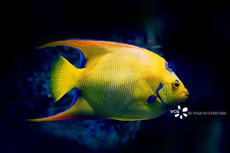 热带海水神仙鱼在海中游泳特写图片素材