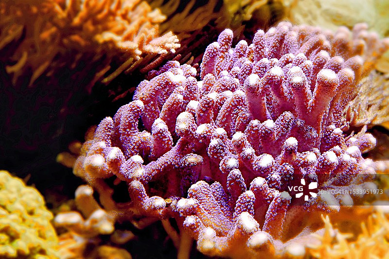 珊瑚在海中的特写图片素材