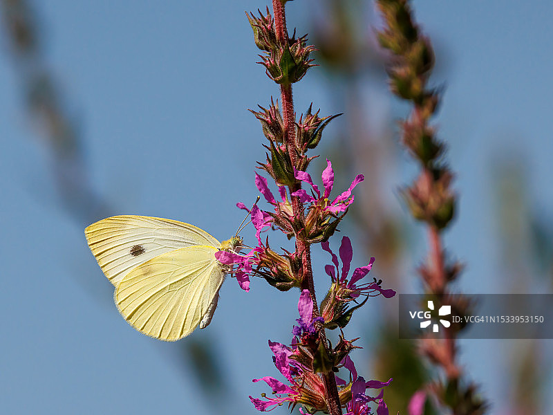 蝴蝶在粉色花朵上授粉的特写图片素材