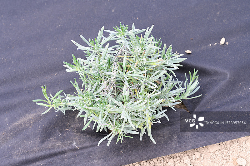 桌子上大麻植物的俯视图图片素材