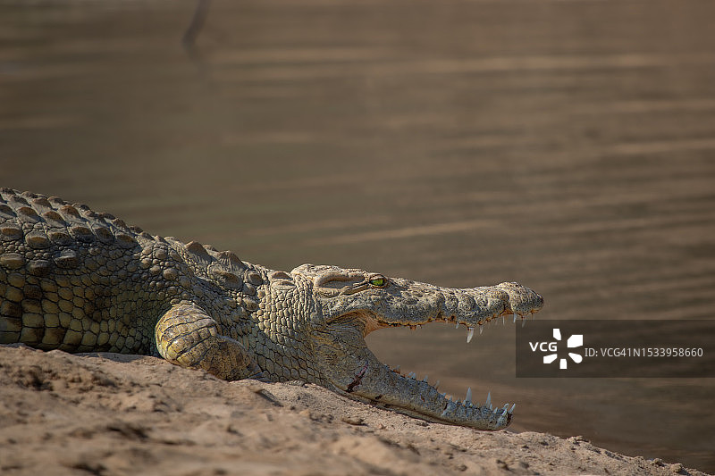 湖中尼罗鳄的高角度视图图片素材
