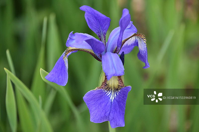 紫色鸢尾花特写图片素材