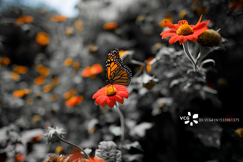 蝴蝶在橙色花朵上采蜜特写图片素材